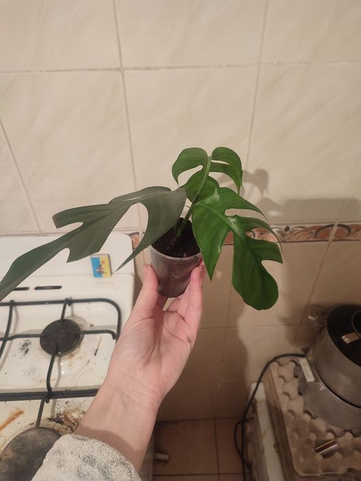 РОЗПРОДАЖ 50 грн. Кімнатних рослин