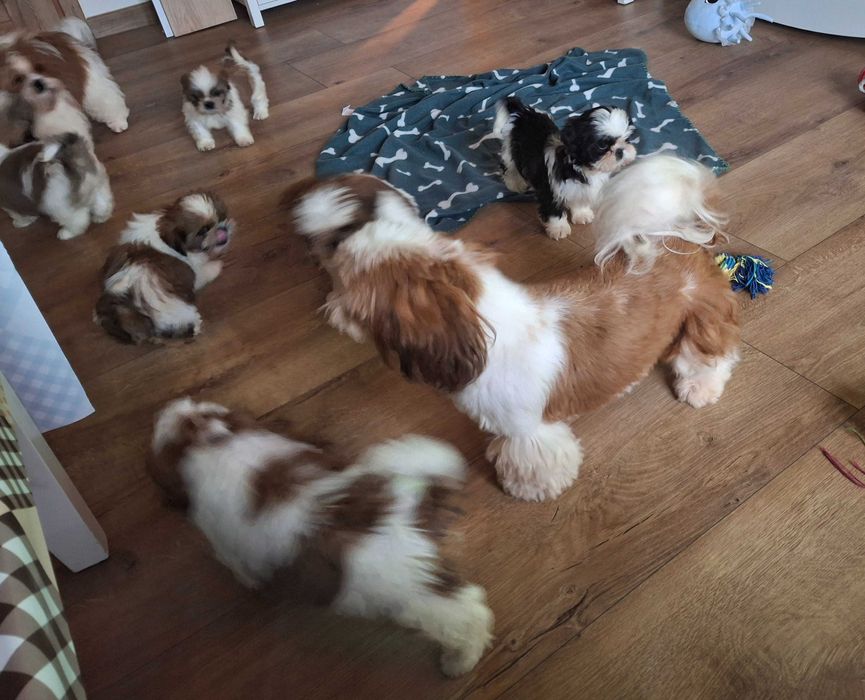 Biało-rudy piesek rodowód ZHPR wyprawka