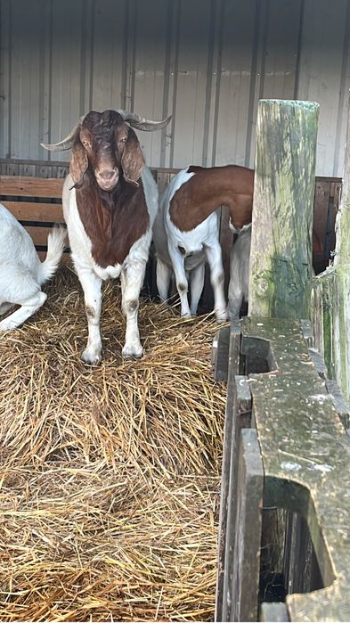 Chibo boer puro com 2 anos