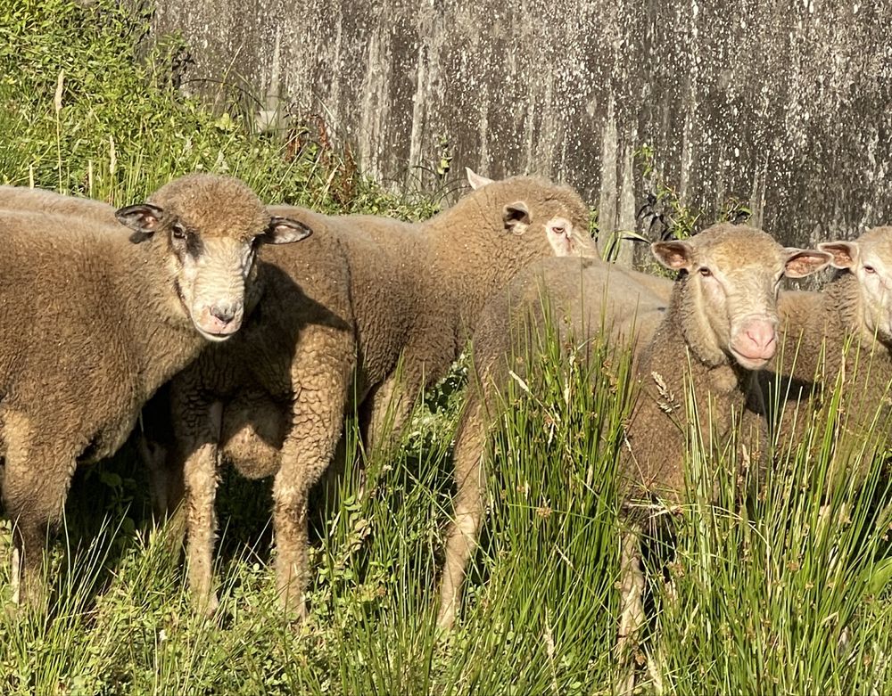 Borregos reprodutores ja a cobrir cx de île de france e merino