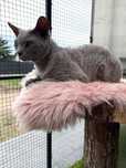 Przystojny kocur DEVON REX – dostępny do krycia   Rodowód WCF