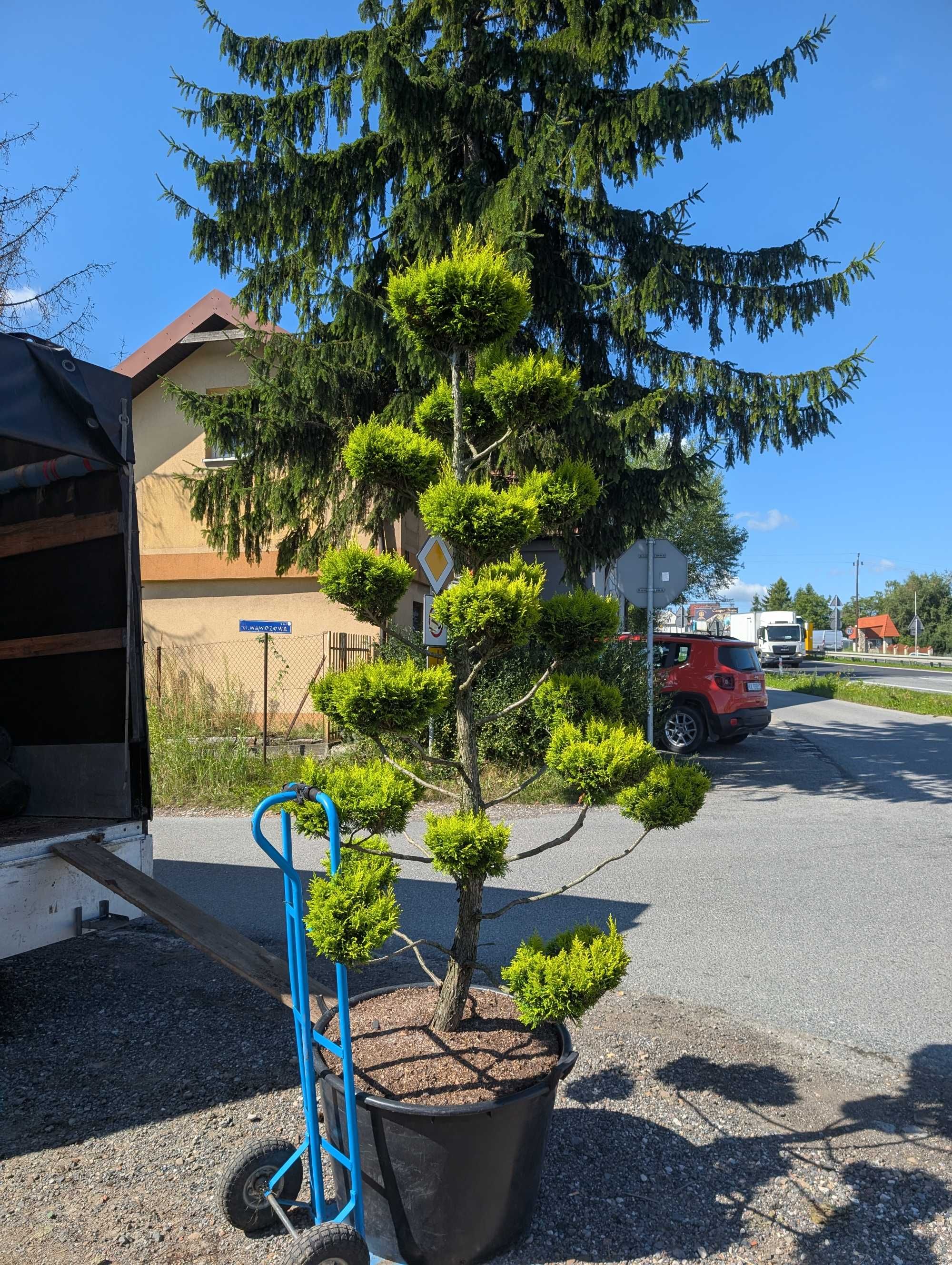 Bonsai -cyprysik 2, 5 m wysokości