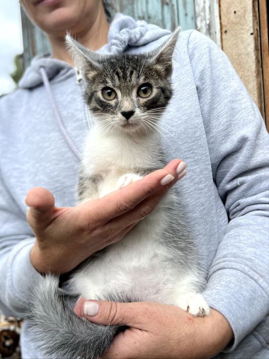 Маленькі кошенятка шукають родини