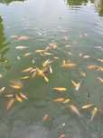 Carpas koi 3- 8cm