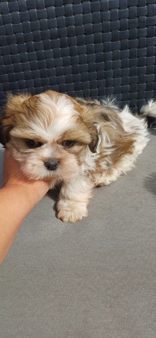 Shituzu macho de exelente linhagem