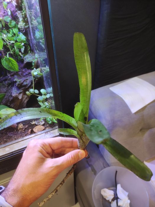 Neoregelia Tigrina, terrarium