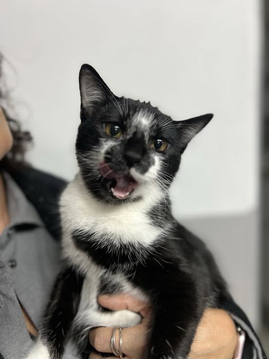 Gatinhos de 5 meses para adocao responsavel