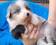 *Border Collie*   niebieskooka suczka