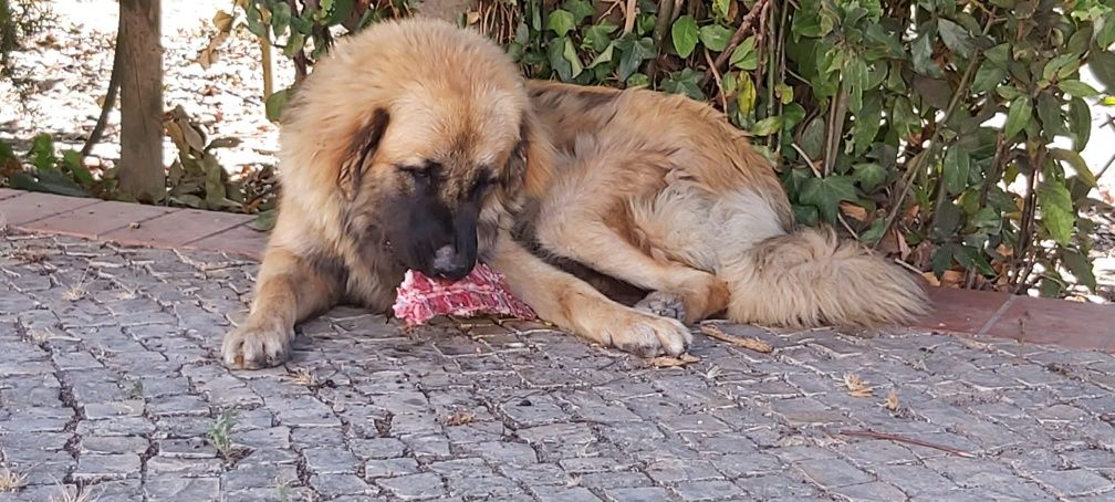 Tratadora de animais de companhia