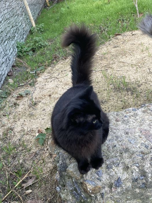 Отдам подрощенных котят ( 5 мес)