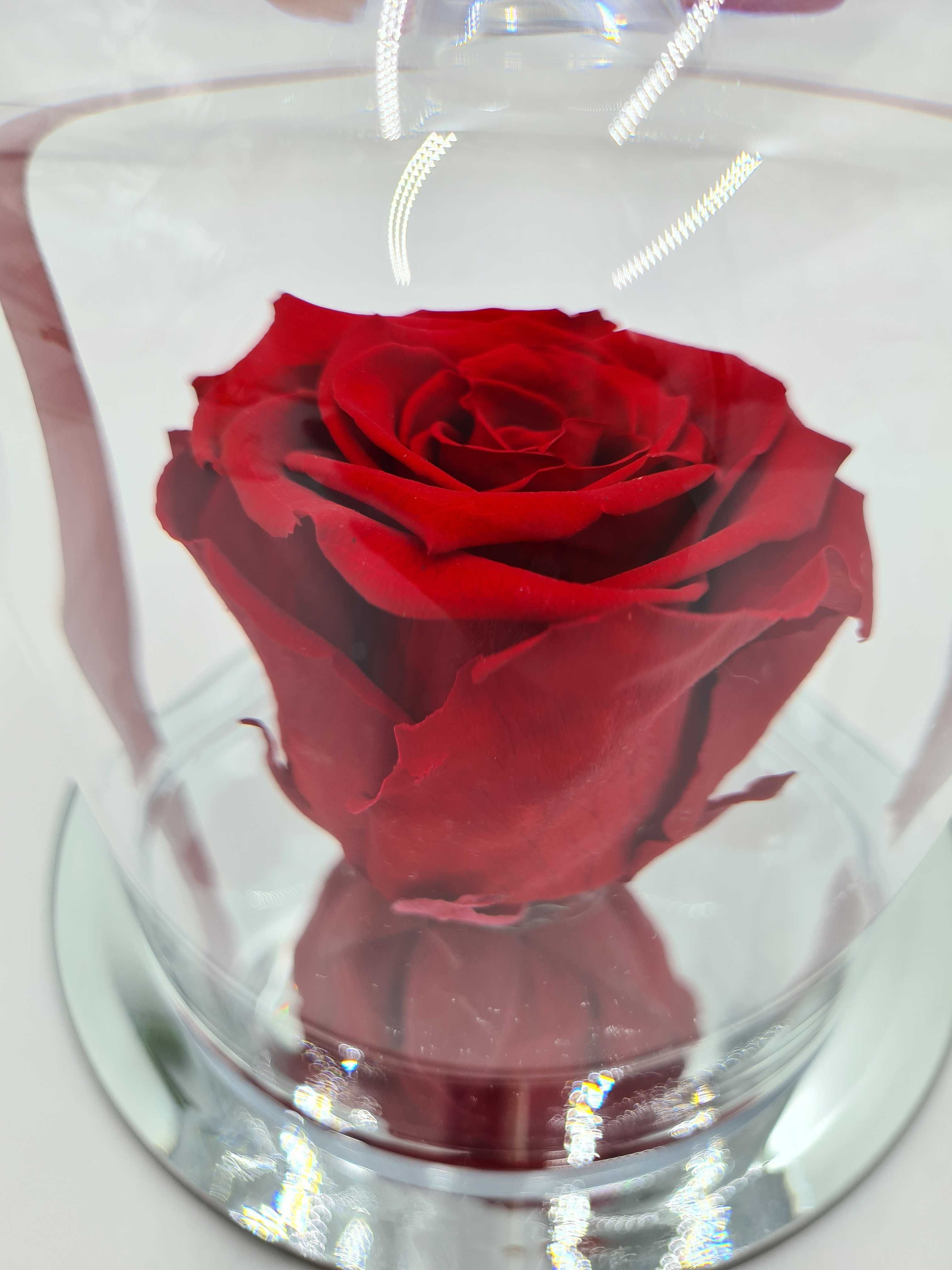 Wieczna Żywa Róża Czerwona Pod Kloszem