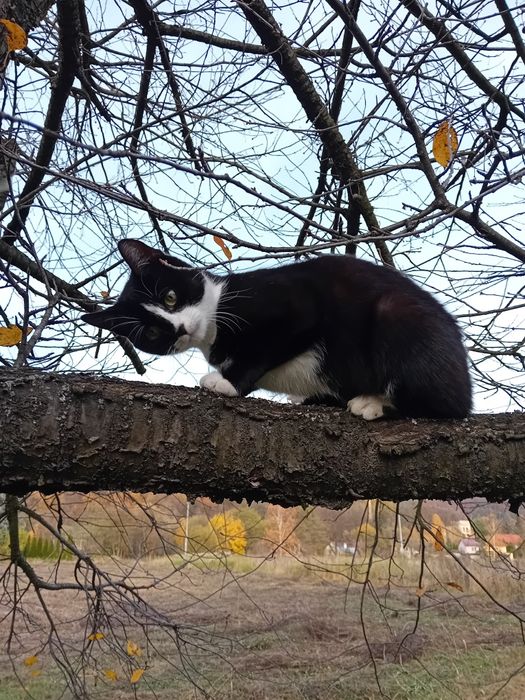 Kotki szukają kochających ludzi