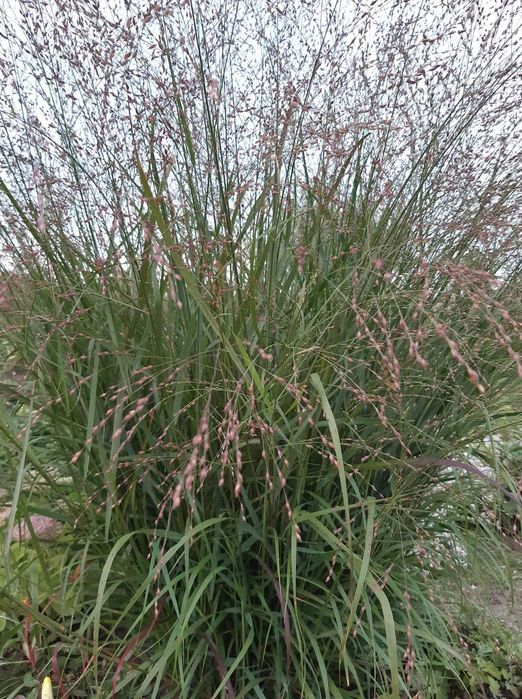 Продам декоративні трави