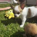 Suczka łaciata chihuahua,  krótkowłosa.  Piekna, cudeńko!