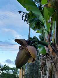 planta bananeira