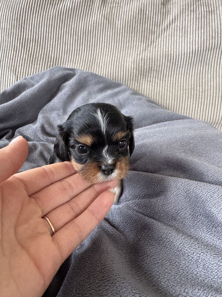 Suczka cavalier king charles spaniel gotowa do obioru