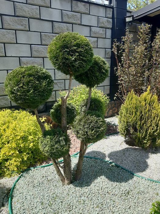 "Професійна стрижка туй: Ваш сад завжди в ідеальному вигляді"