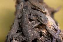 Gekon cziczak, Hemidactylus frenatus