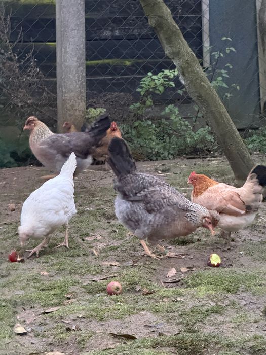 Legbar cream - kury, koguty, pary, 2+1