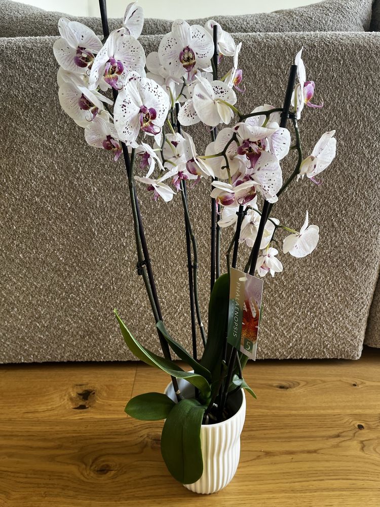 Orchidea w doniczce
