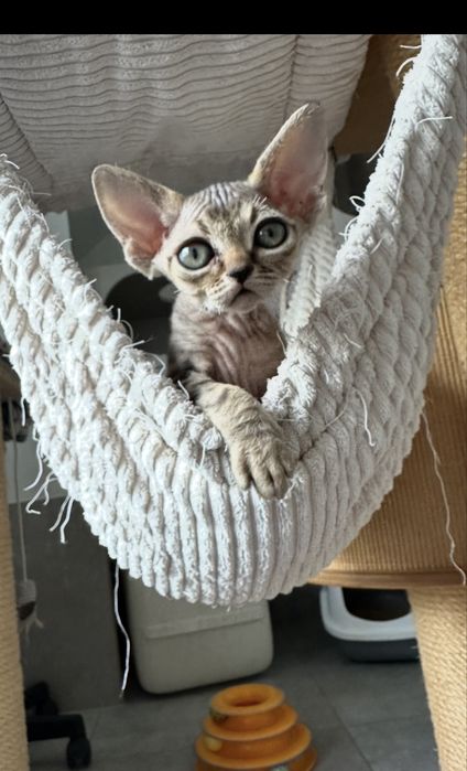 Devon rex kocurek