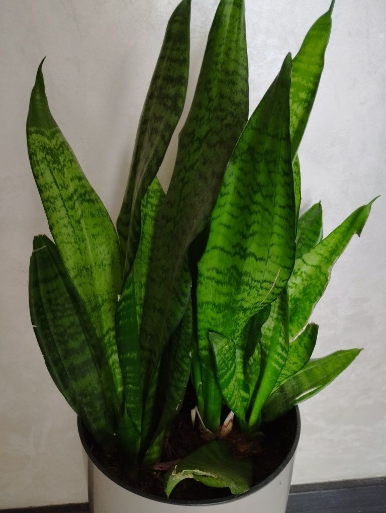 Сансевиерия Грин Ханни (Sansevieria Green Hahnii)