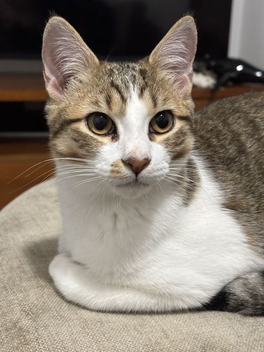 Gatinho Macho independente