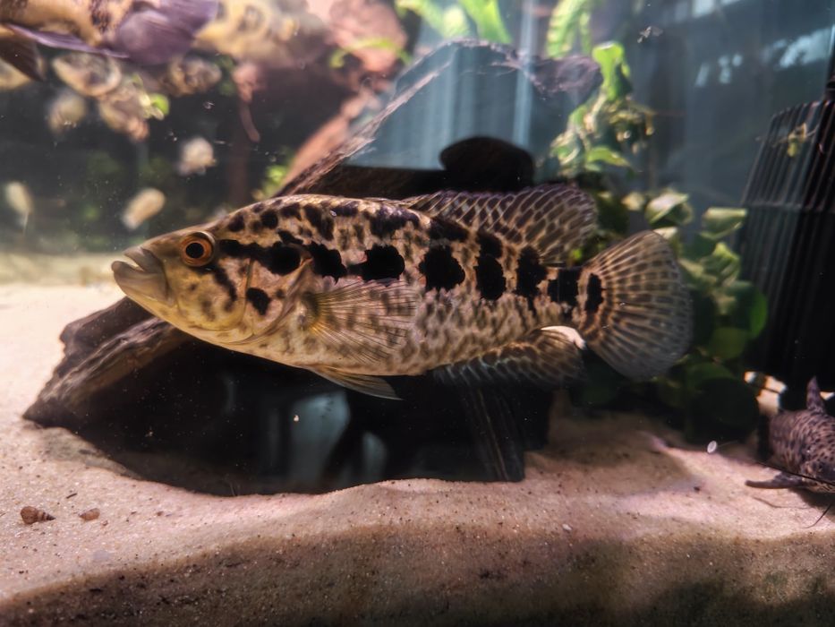 Pielęgnica managuańska, apasz managuański (Parachromis managuensis)