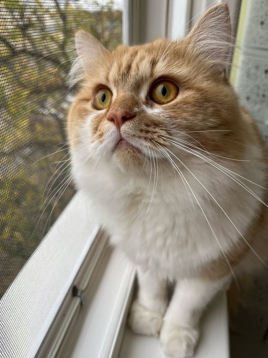 Вязка кот шотландский скотиш страйт