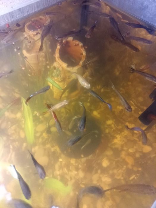 Гупачки, аквариумные рыбки.