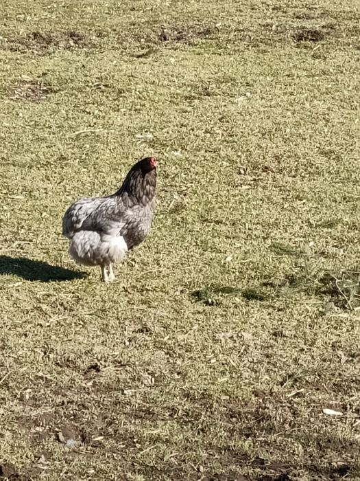 Jaja lęgowe arukana bez ogoniasta jajka zielone