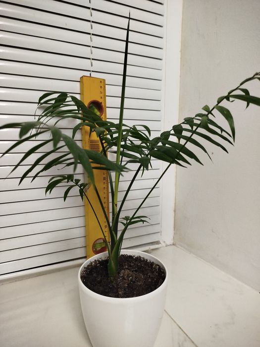 Пальма Хамедорея