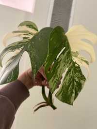 Szczyt monstera variegata