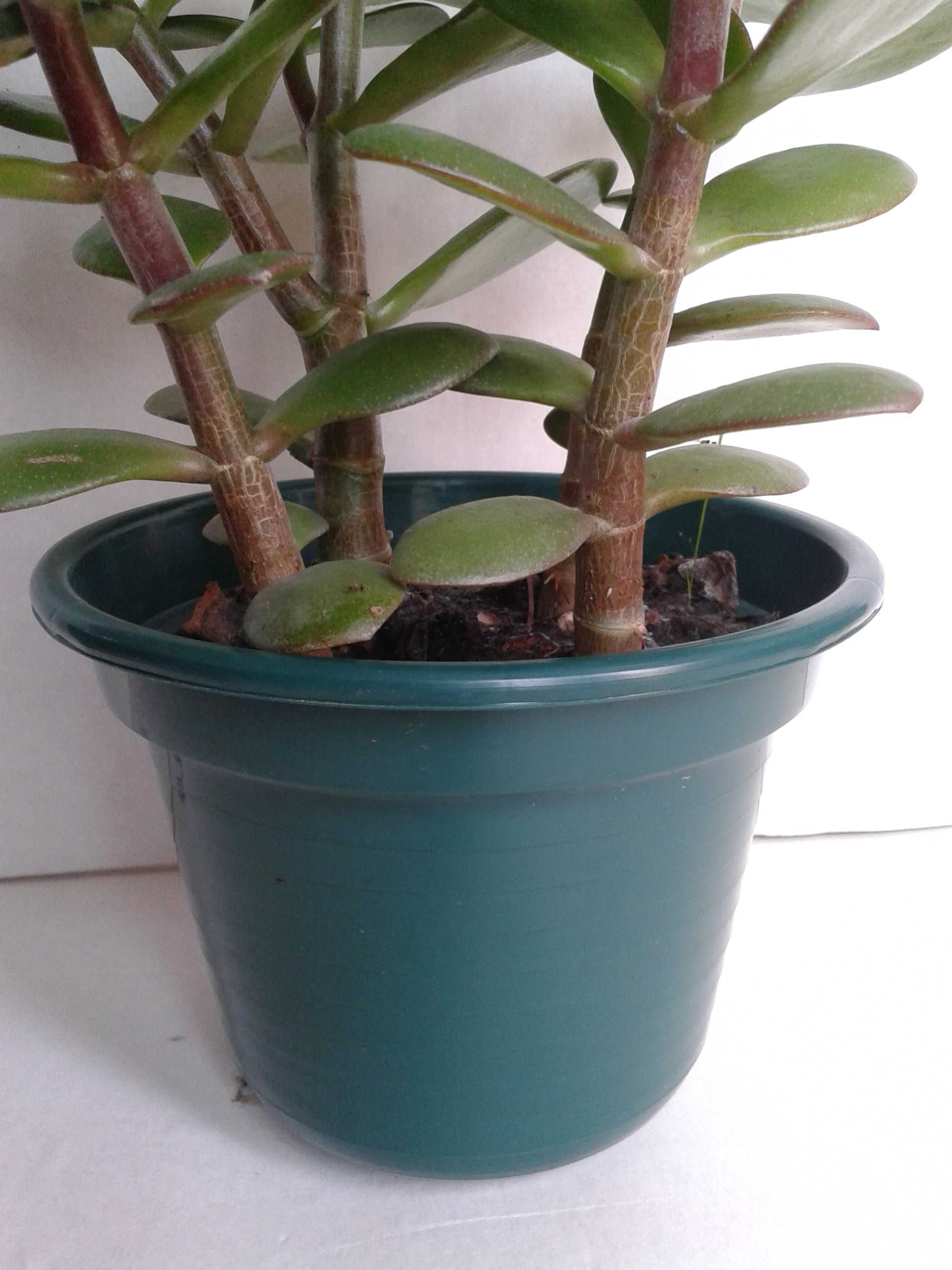 Planta Jade em Vaso 14 cm