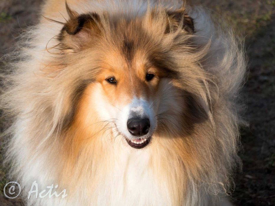 COLLIE Owczarek Szkocki młoda suczka po Multi Championie