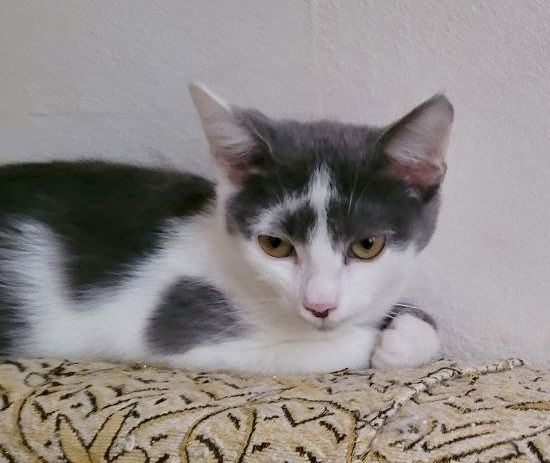 Хлопчик 3 місяці, в добрі руки