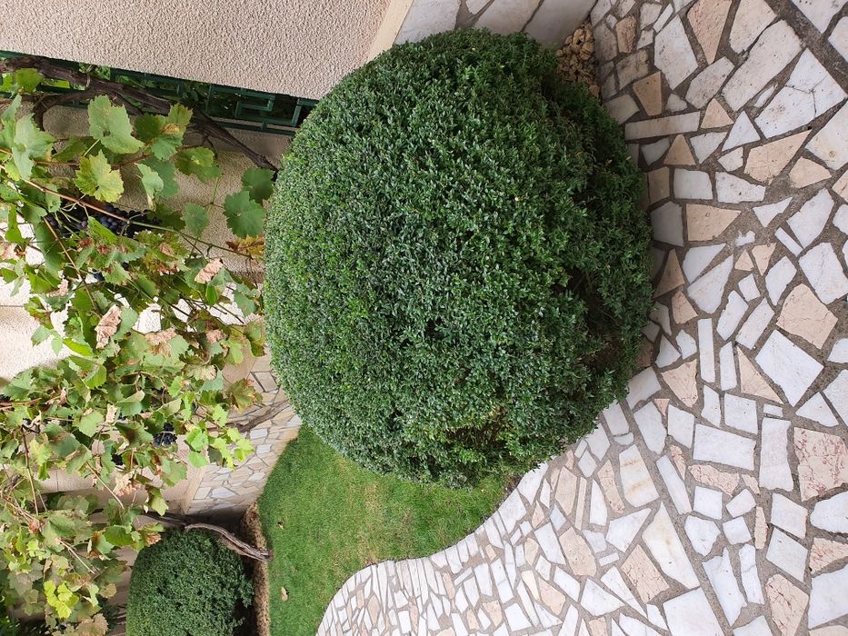 Самшит буксус