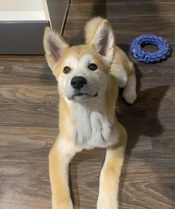 Zaginiony pies bardzo pilne