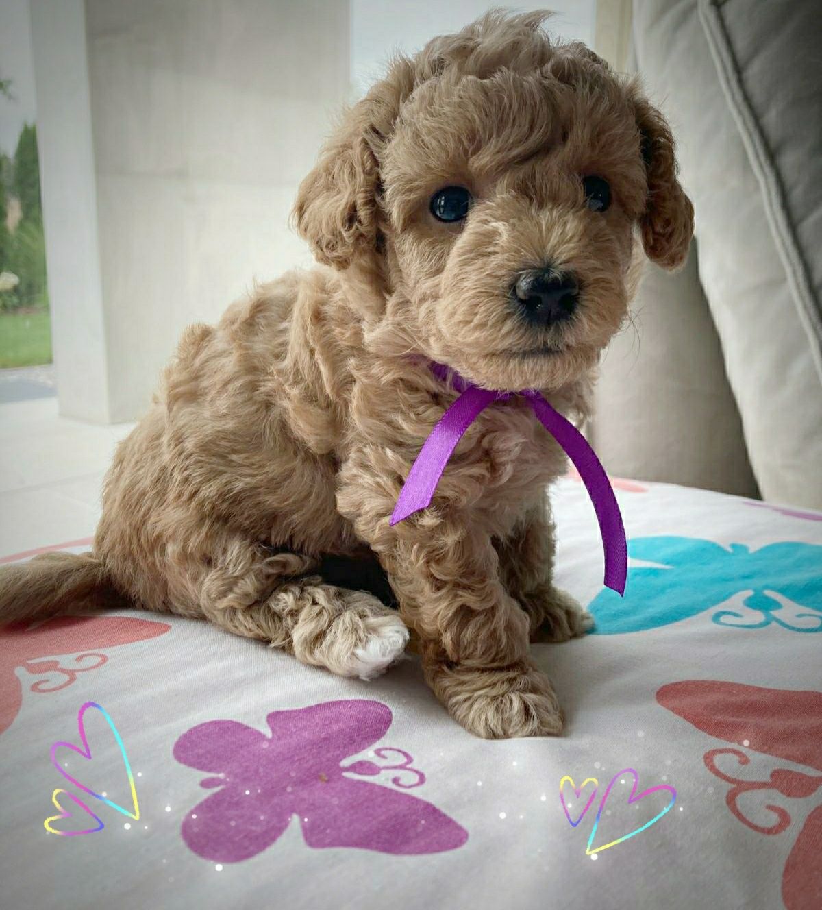 Suczka Maltipoo F1b - zarezerwowana