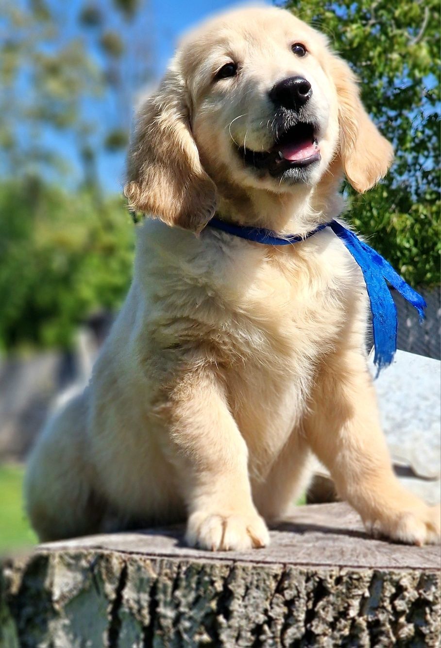 golden retriever