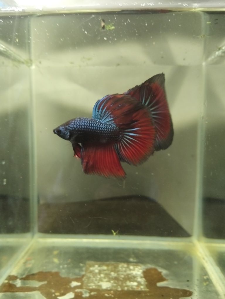 Bettas halfmoon macho