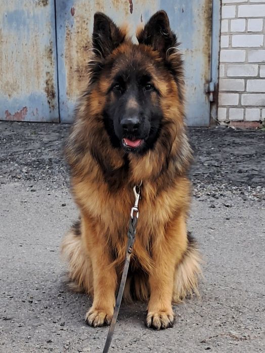 Высокопороднная длинношерстная девочка  8м