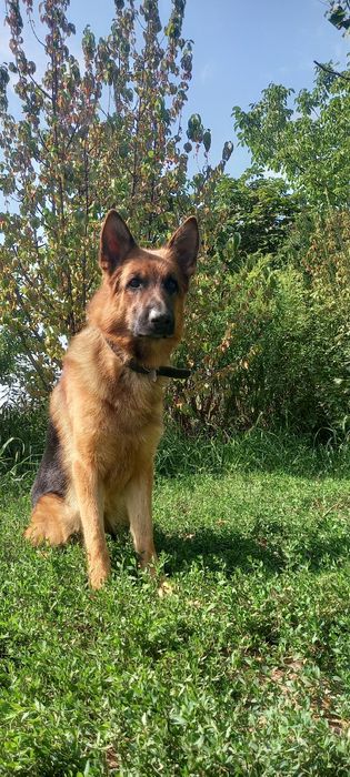 Кобель немецкой овчарки вязка