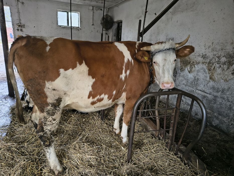 Jałowka mleczna wysokocielna jałówka simental mleczny