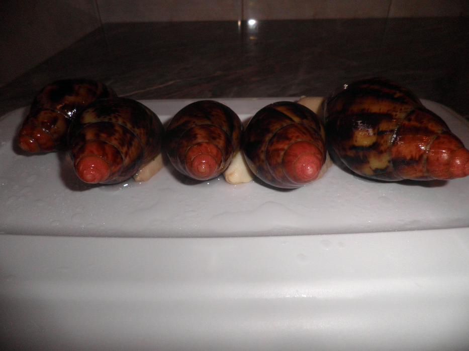 Улитки Архахатины Маргината вар.Сутуралис.