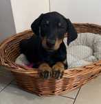 Doberman suczka czarna podpalana