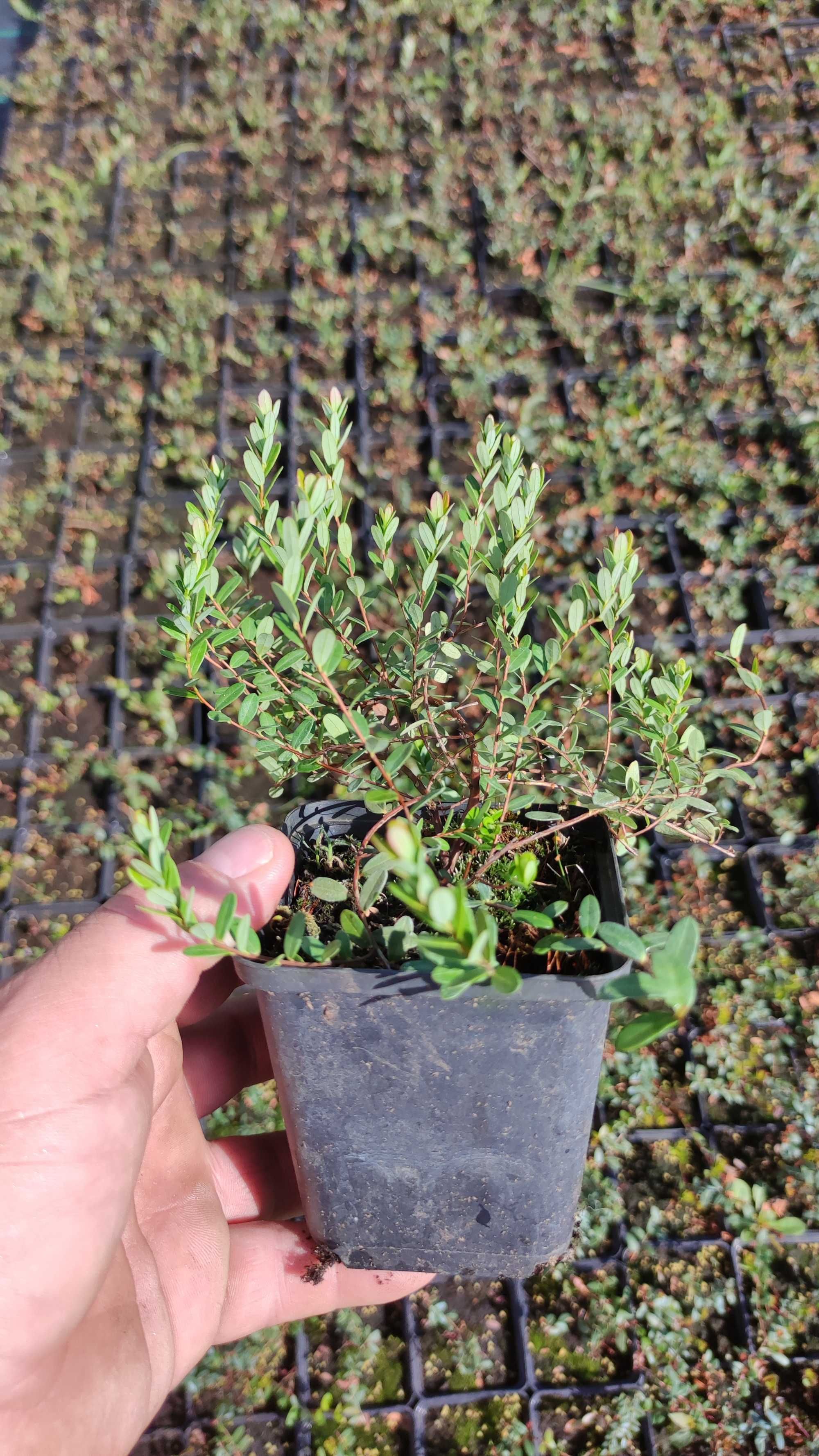 Malina ,Żurawina ,Rokitnik ,Pigwowiec,Aronia,i inne p-9