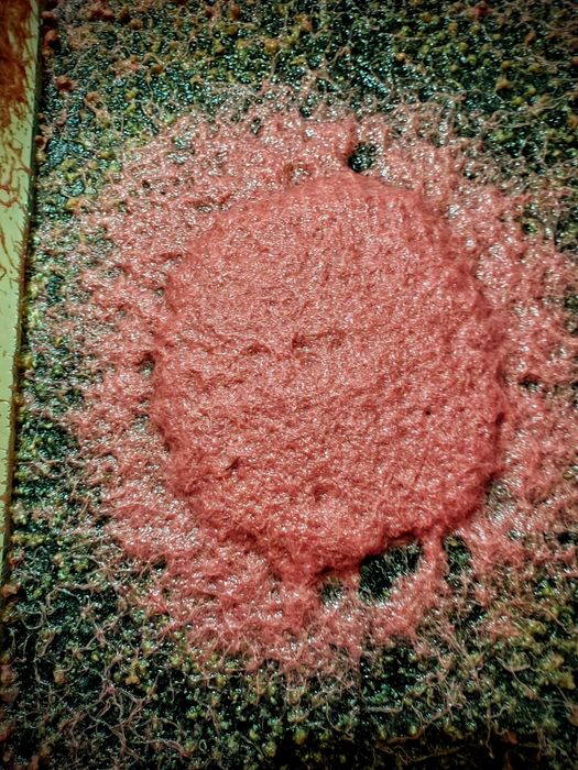 Трубочник Изя для домашнего разведения