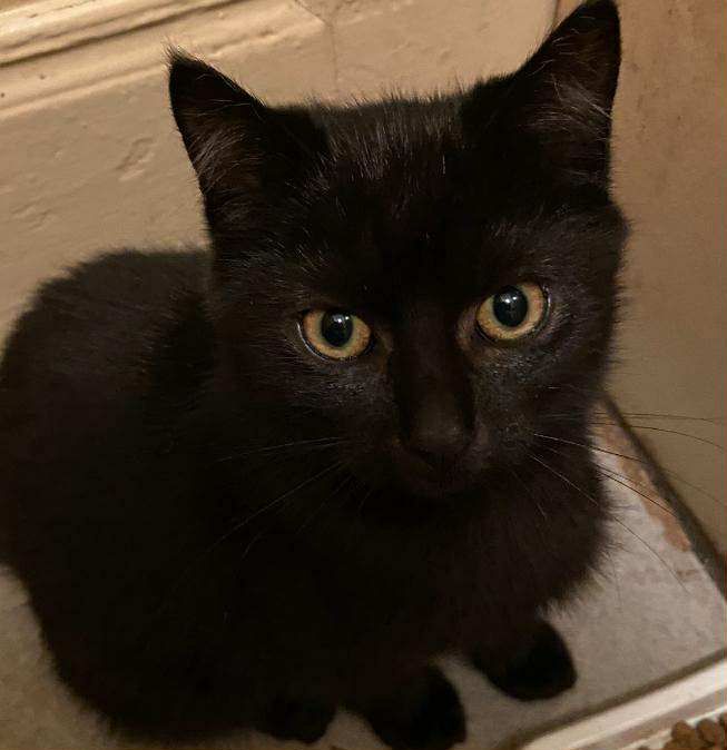 3 kociaki czekają na dom