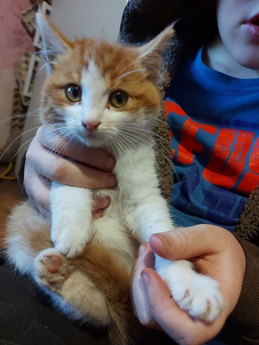 Віддам чудових кошенят